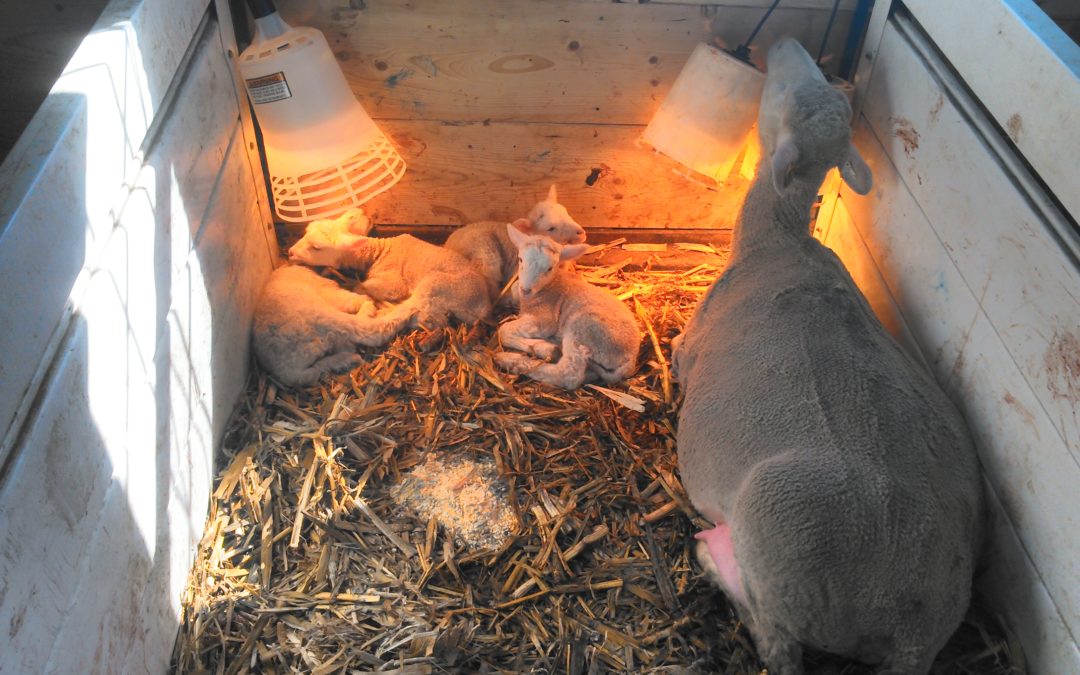 Pasture Vs. Shed Lambing