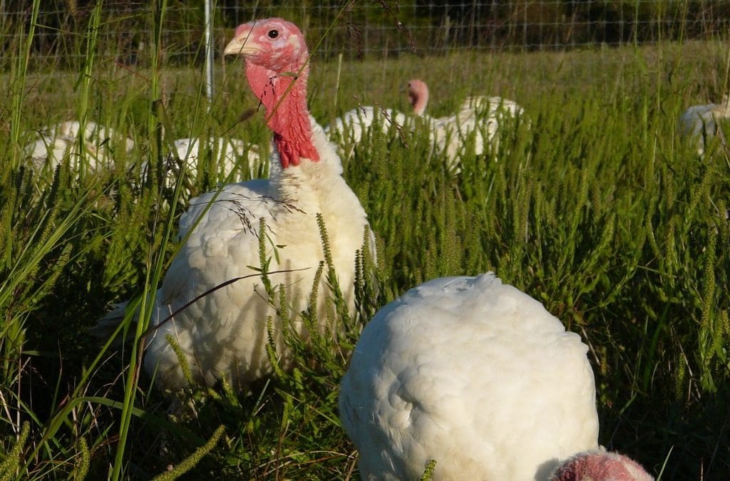 Pastured Turkey Tips