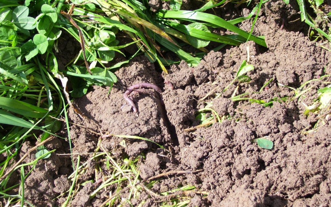 Building the Microbial Bridge for Soil Health