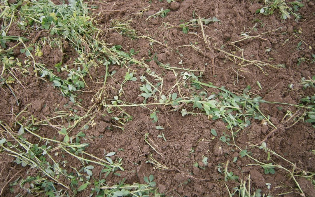 Nutrient Deficiencies in Alfalfa