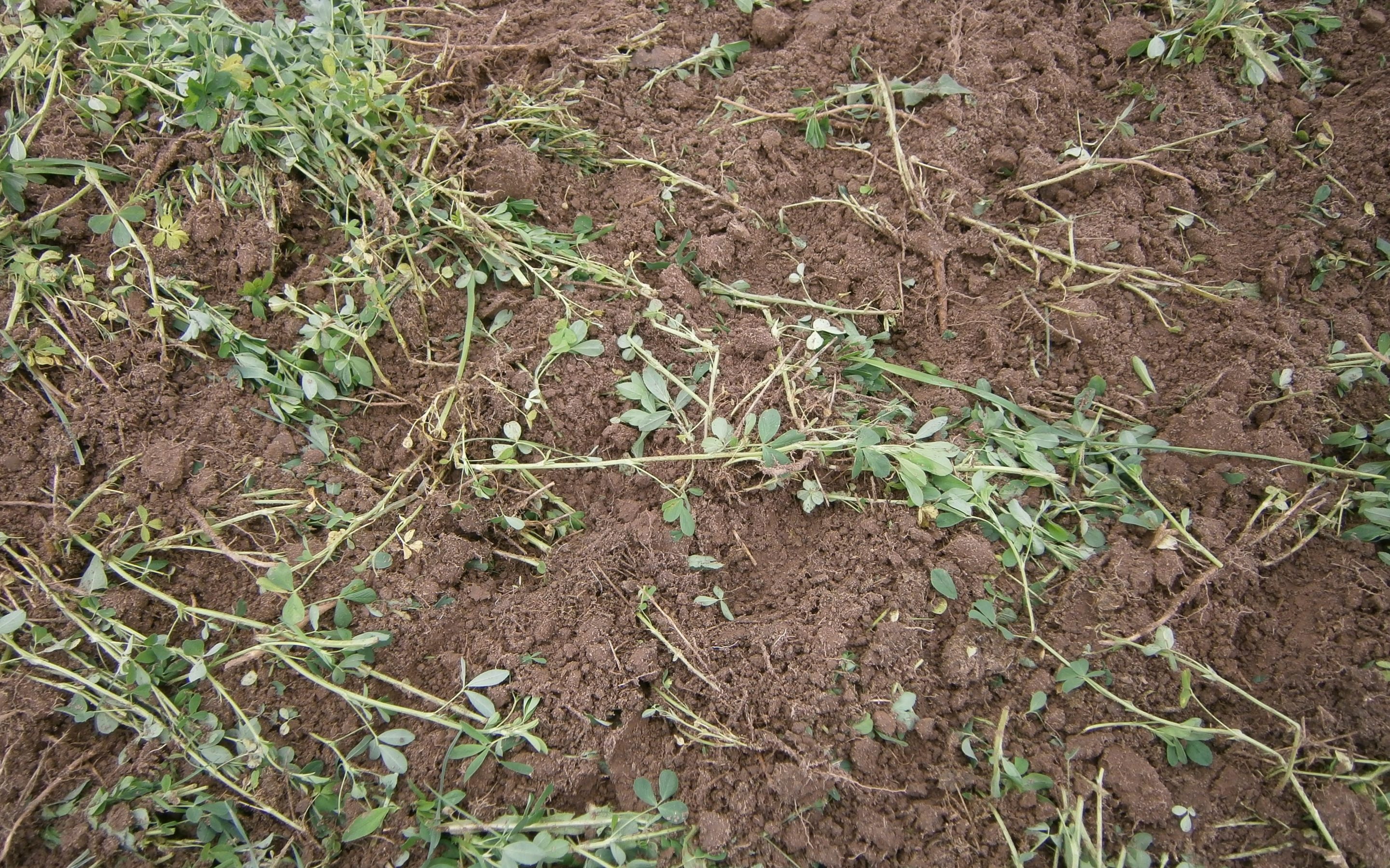 seedbed-preparation-for-corn-ecofarming-daily