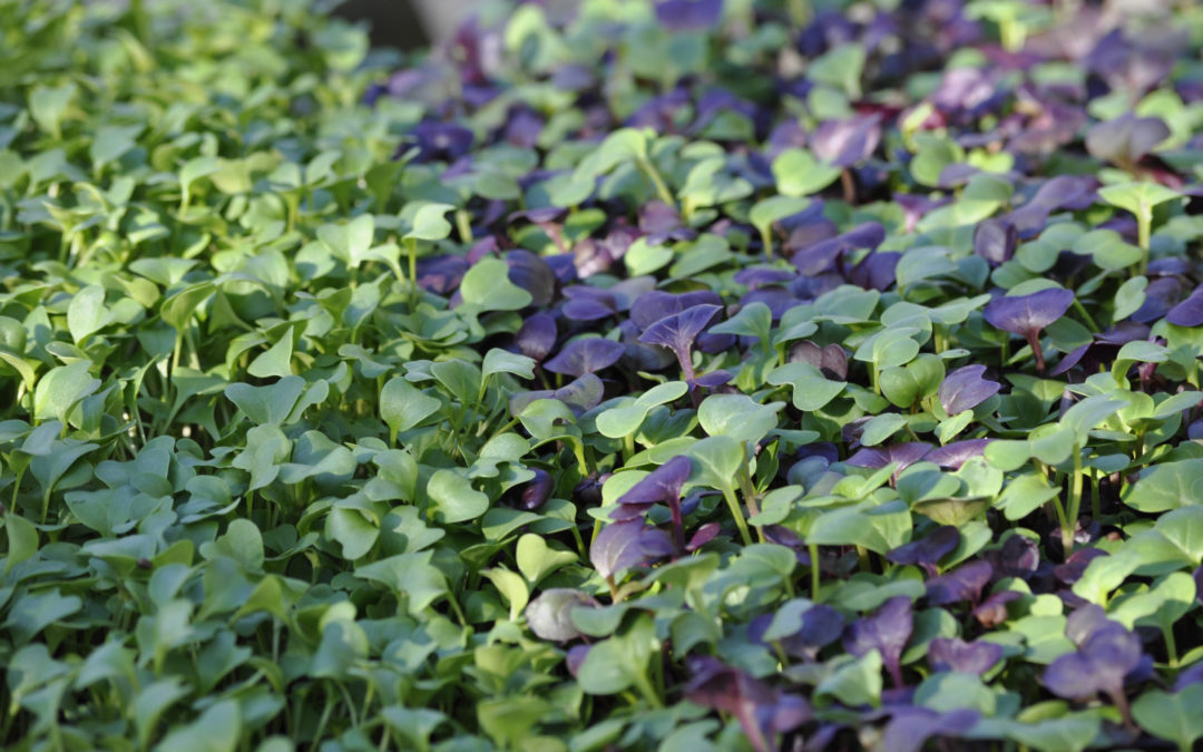 Growing Microgreens for Profit