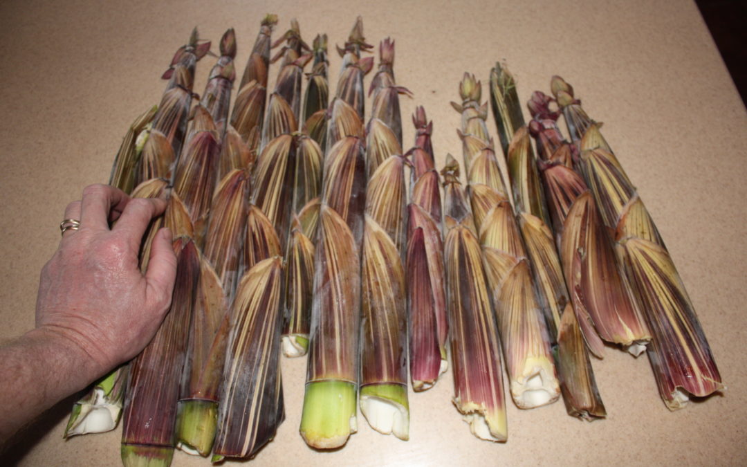 Identifying, Harvesting & Cooking Bamboo