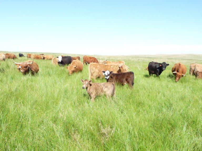 Grass Fed Beef 10 Keys To Getting Started Ecofarming Daily