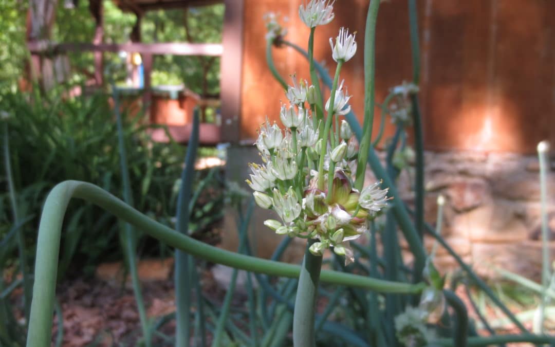 Onions for the Garden & Good Health