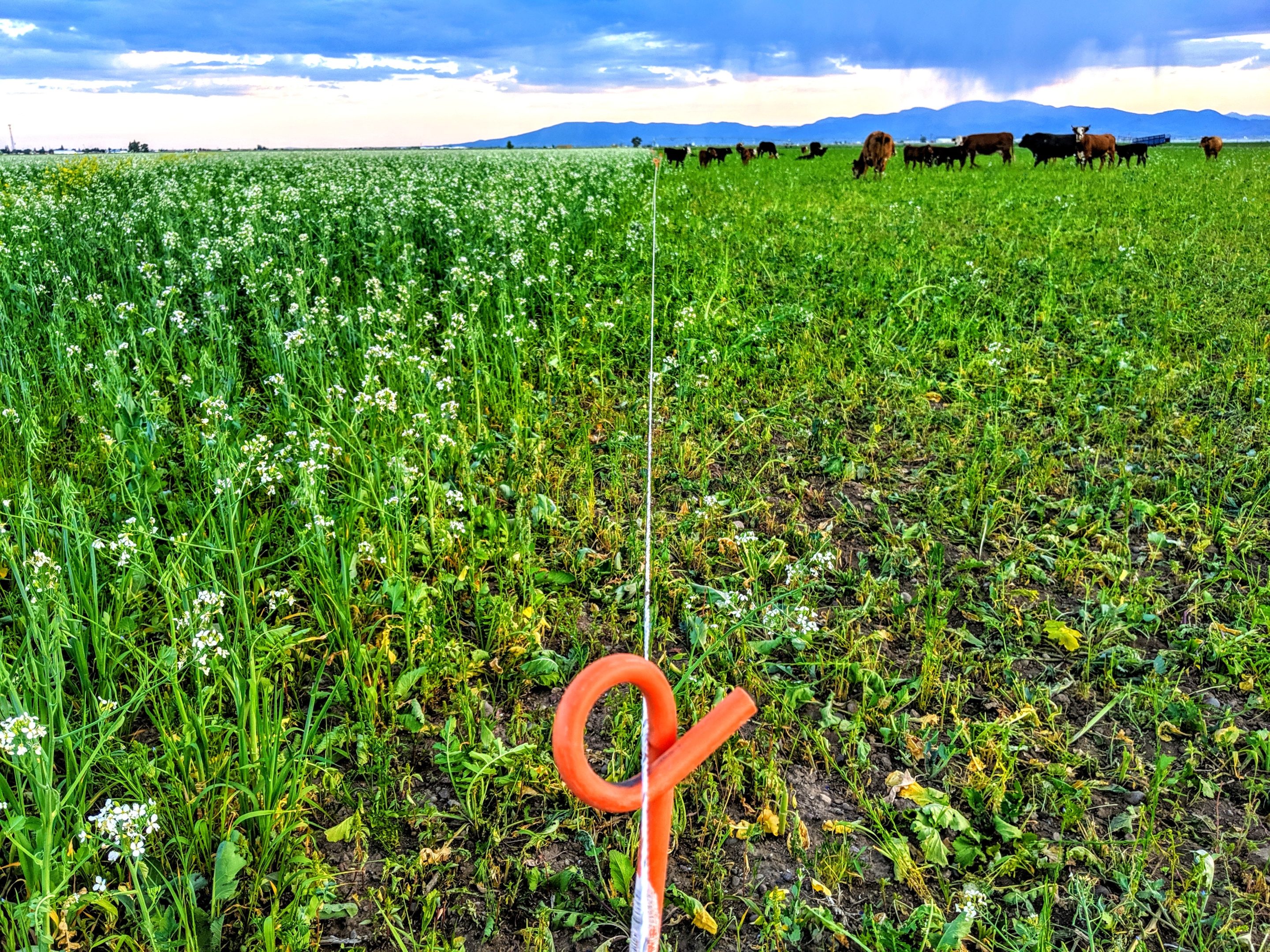 Cover Crop Grazing On A Vegetable Farm | EcoFarming Daily