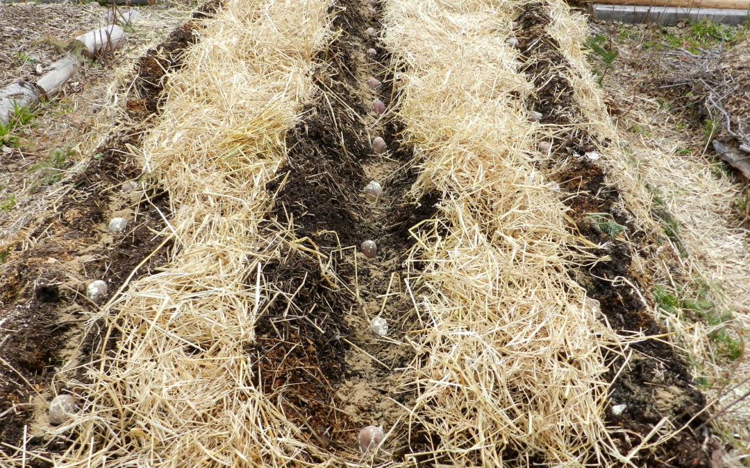 Hügelkultur Gardening