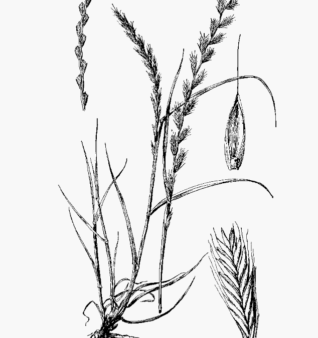 Ryegrass as Forage