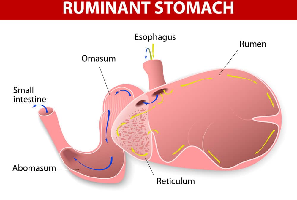 Treating Rumen Acidosis in Cattle﻿