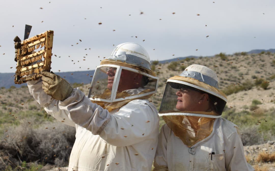 How Probiotics Can Prevent Honeybee Colony Collapse