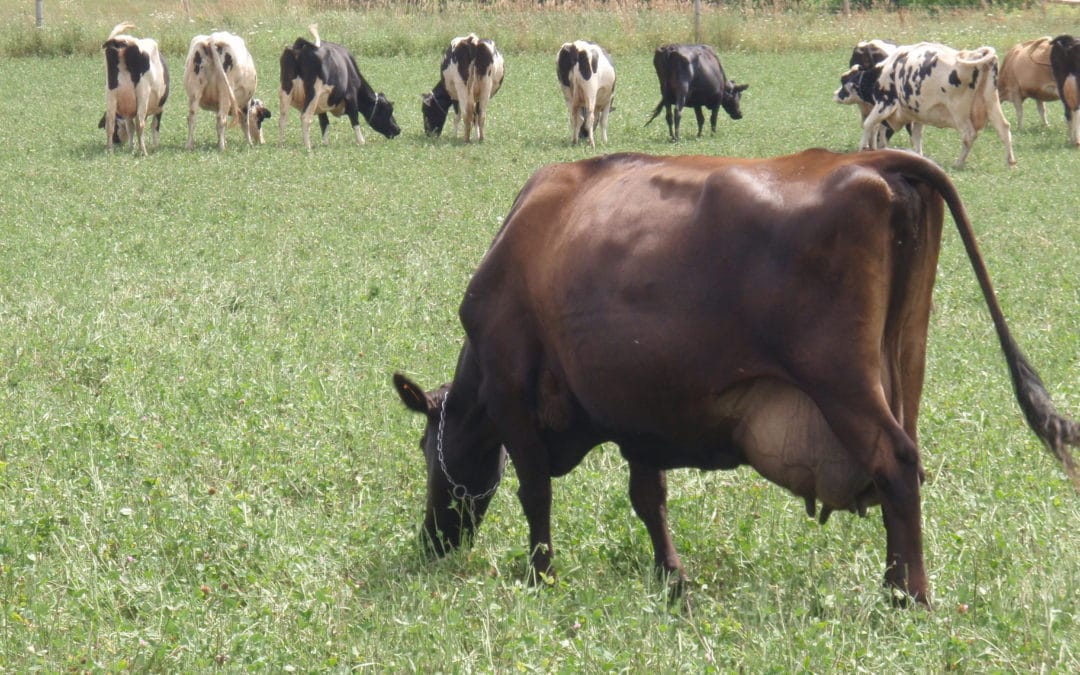 Tips for Leading to Calving & Freshening – EcoFarming Daily