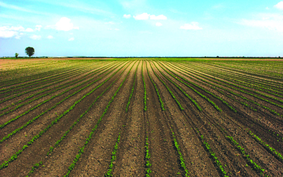 When Less is More: Understanding Fertilizer and Solubility