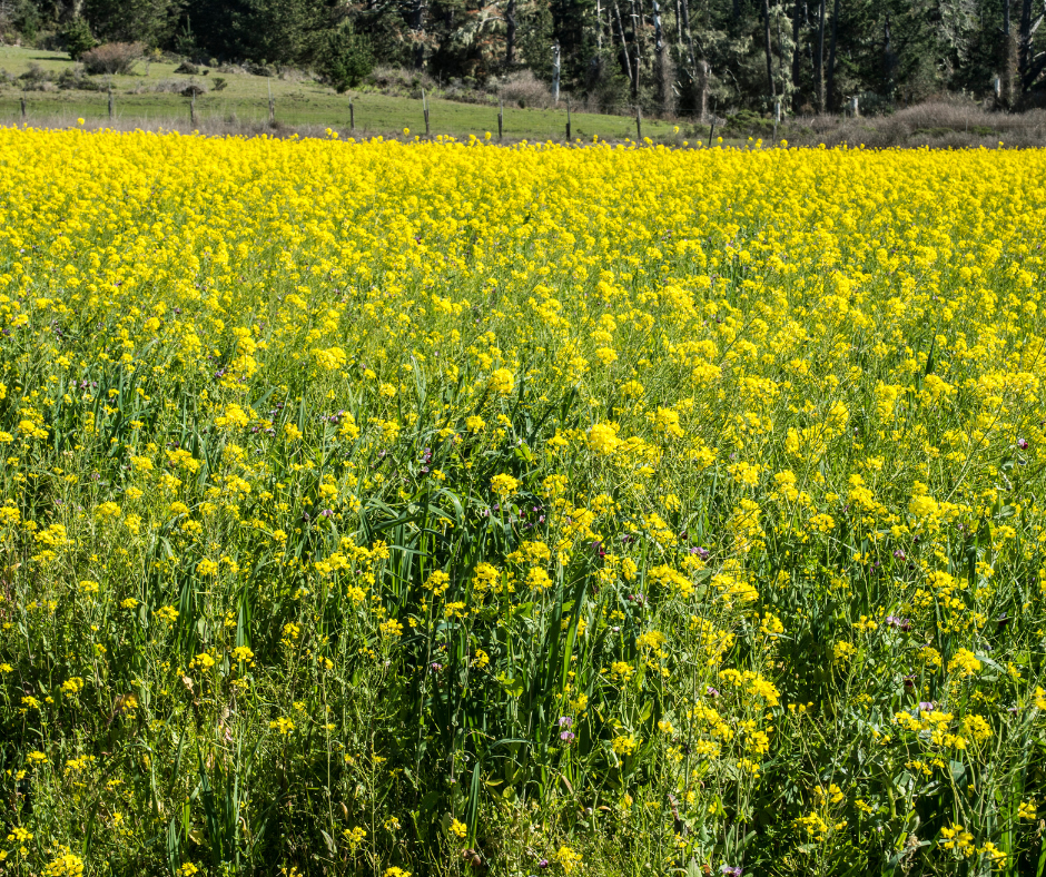 The Organic No-Till Farm: Planning for Your Transition to Organic No ...