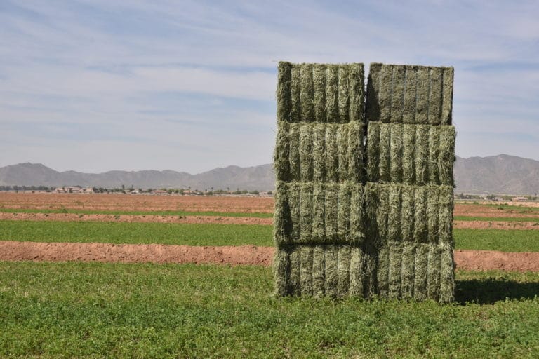 When And How To Harvest Alfalfa Ecofarming Daily