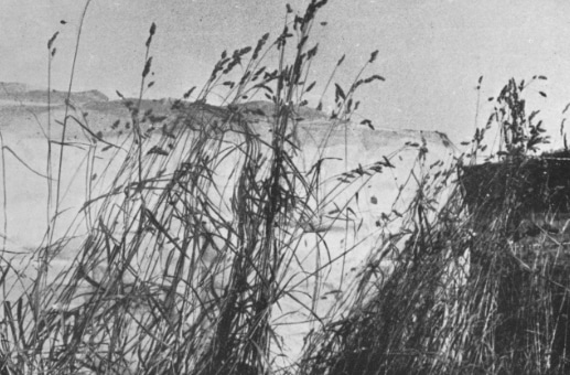 Forage Mixtures: Silage