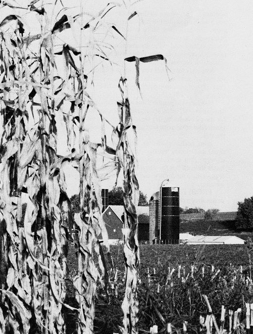 Havesting and Storing Corn