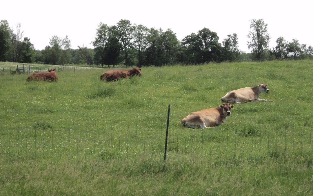 Animals and Your Land: Homesteads Need the Presence of Livestock