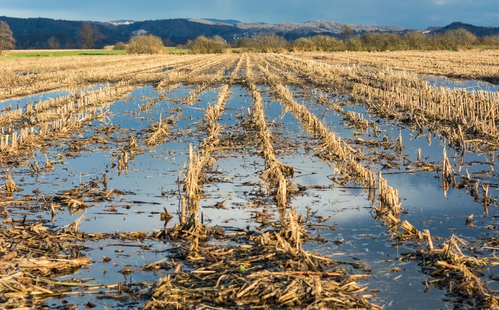 How Soil Helps Corn Survive