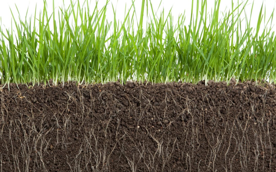 Humic Acid: The Science of Humus and How it Benefits Soil