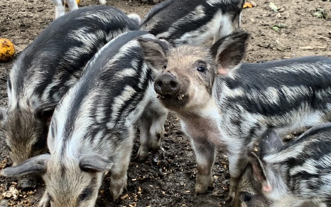Mangalitsa Pigs: A Beginner’s Guide