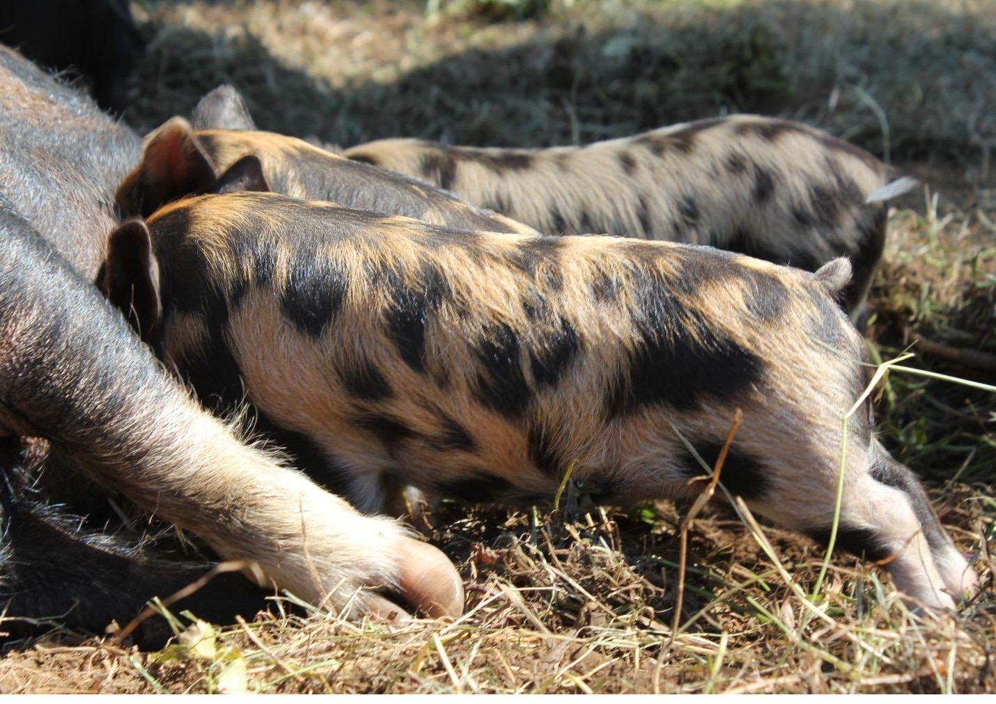 Kunekune Pigs: Perfect For Small Farms | EcoFarming Daily