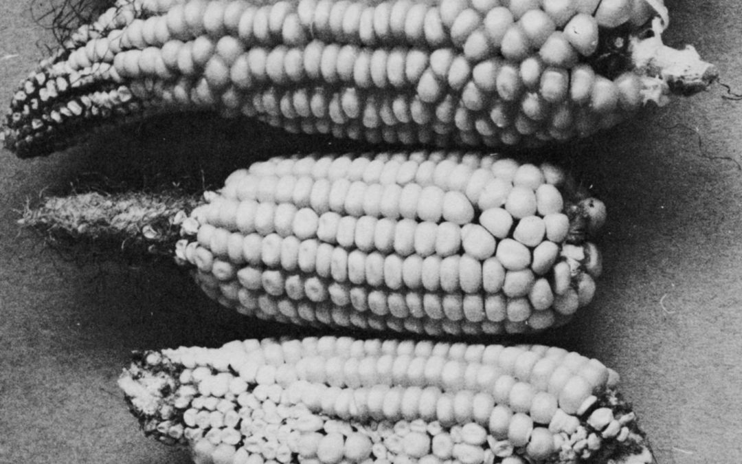Non-Toxic Control of Common Insects