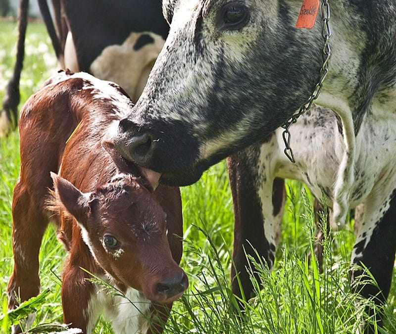 Calf Rearing with the Madre Method