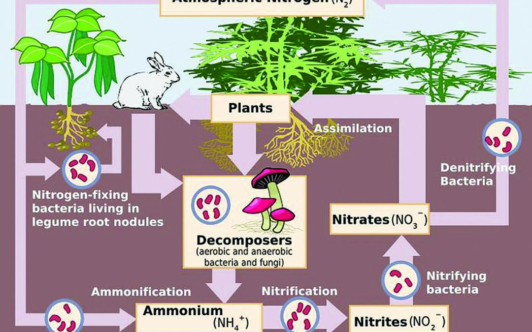 Supplying Nitrogen: Tap into Nature