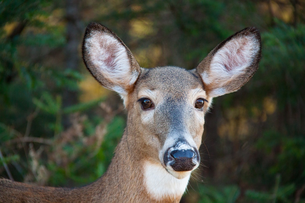 Agricultural Lessons from the Deer | EcoFarming Daily