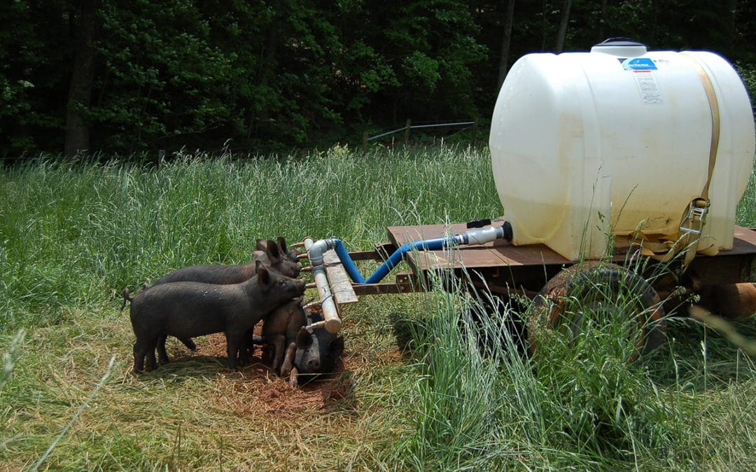 Pastured Pigs — A Primer