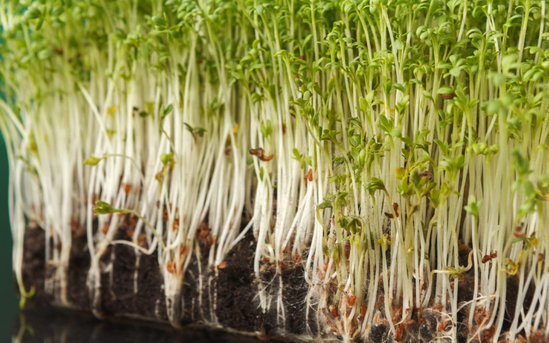 The Best Soil for Your Forage