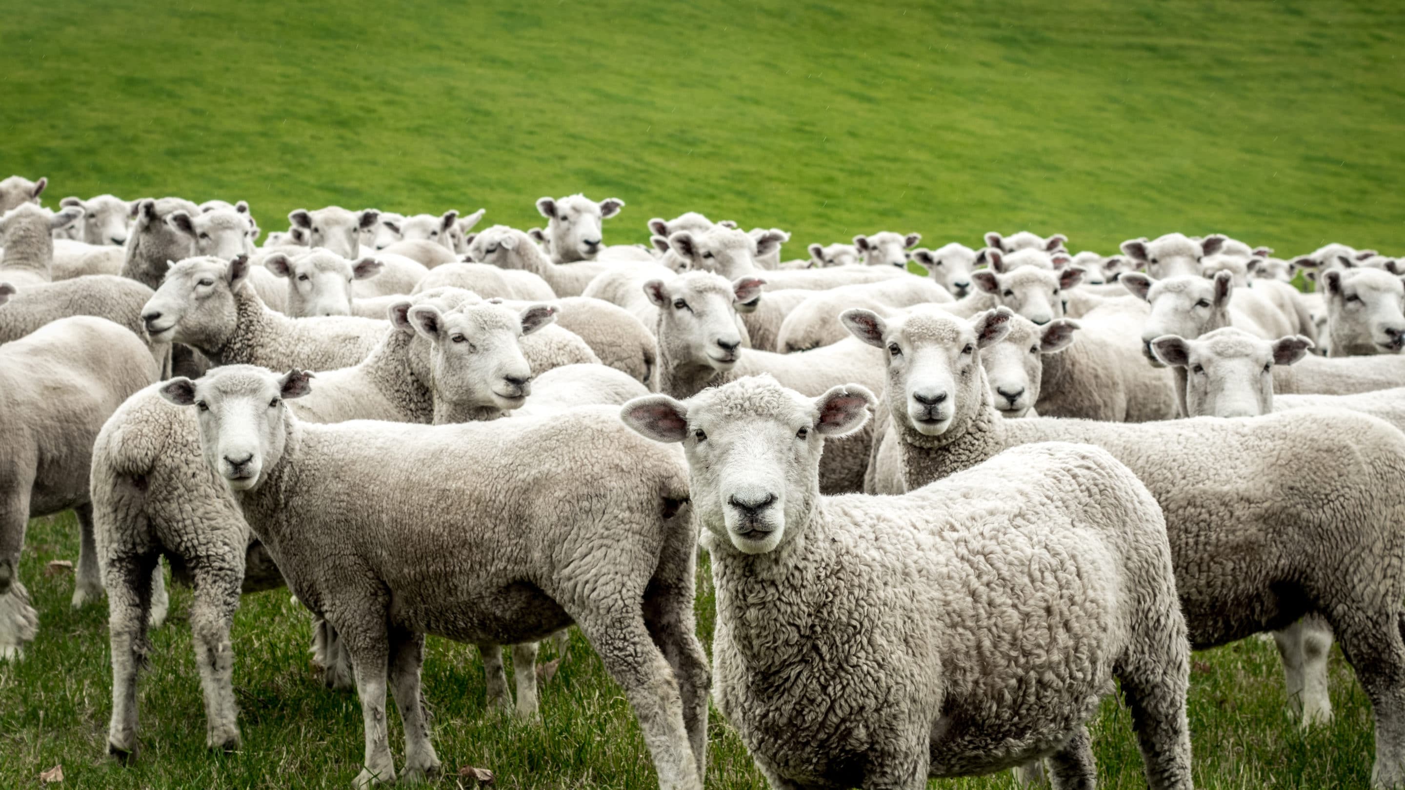 Integrating Sheep Into Organic Production EcoFarming Daily