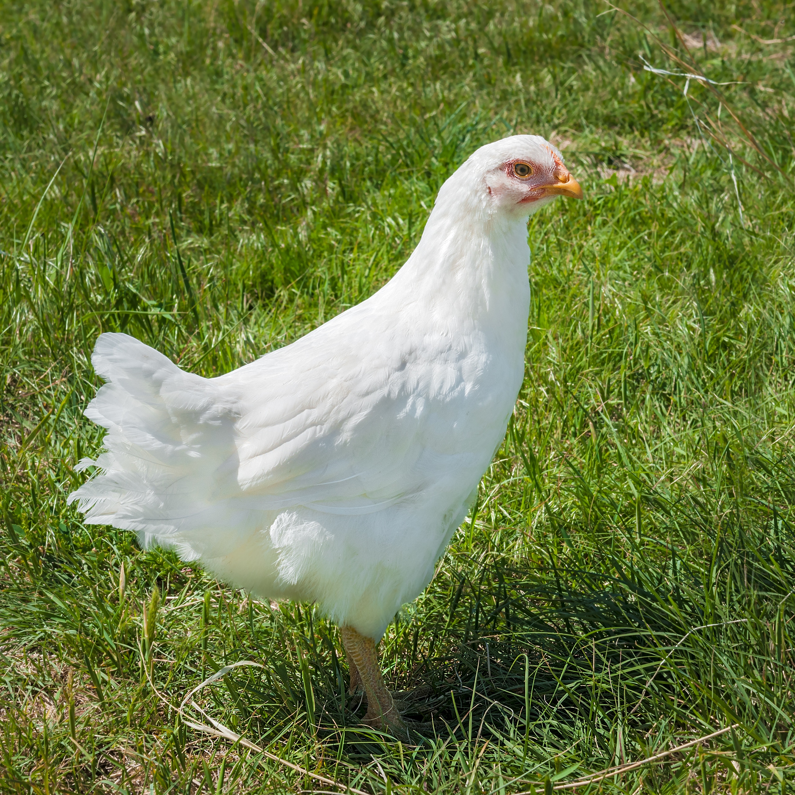 Курица маленькая белая