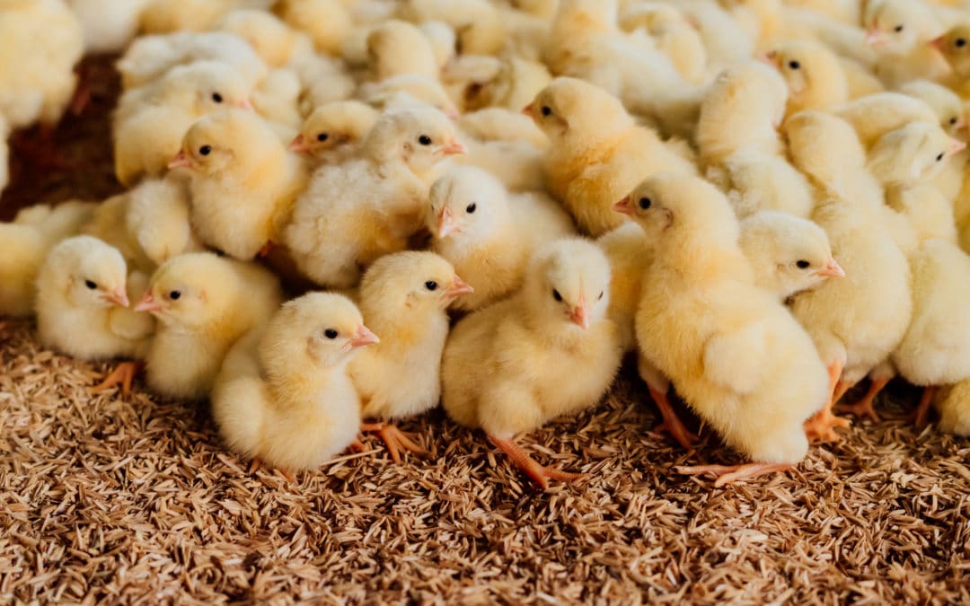 Starting a Flock with Baby Chicks