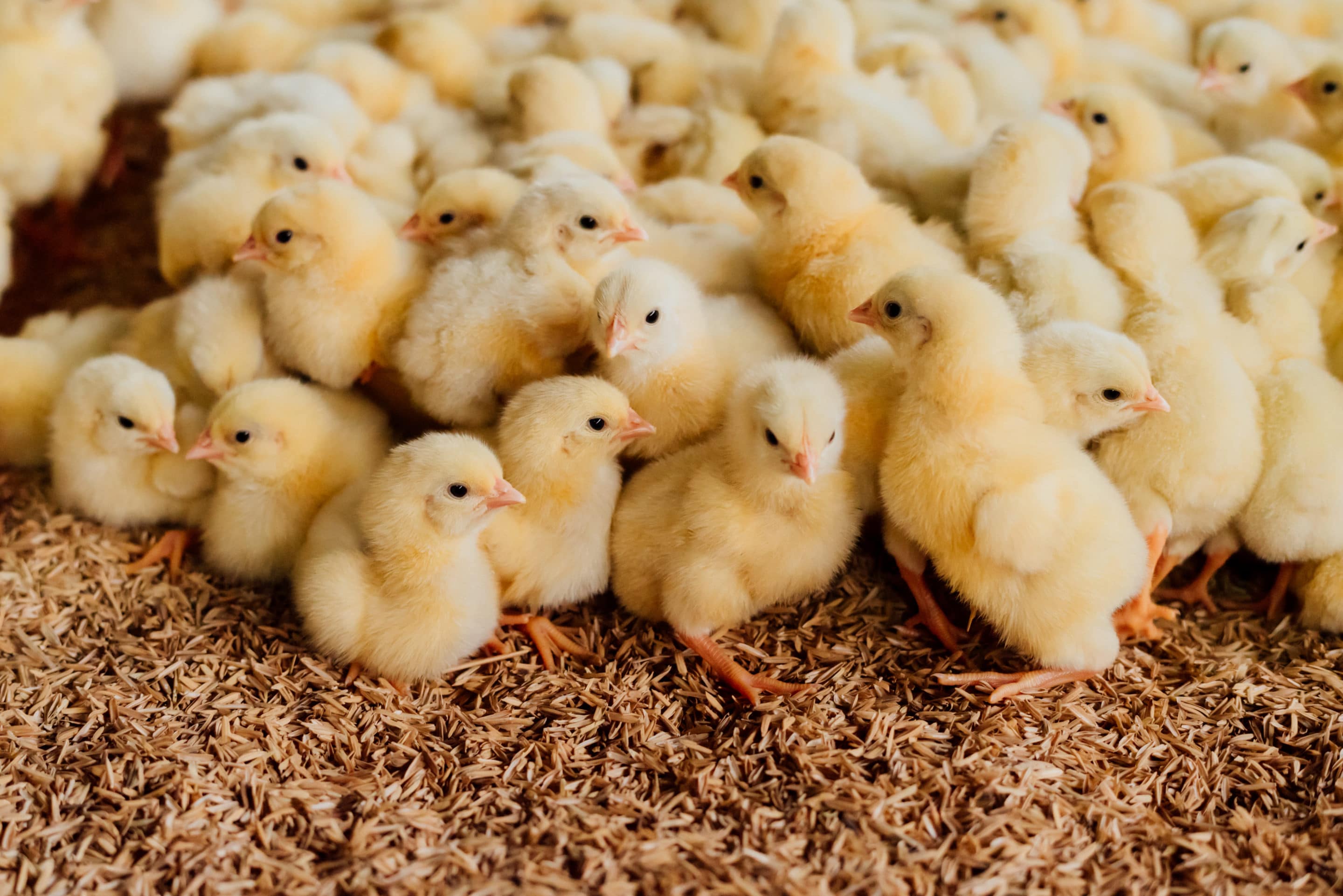 baby chicks next to kitchen table