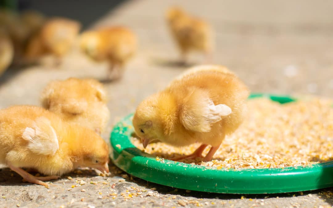 Chick Nutritional Needs