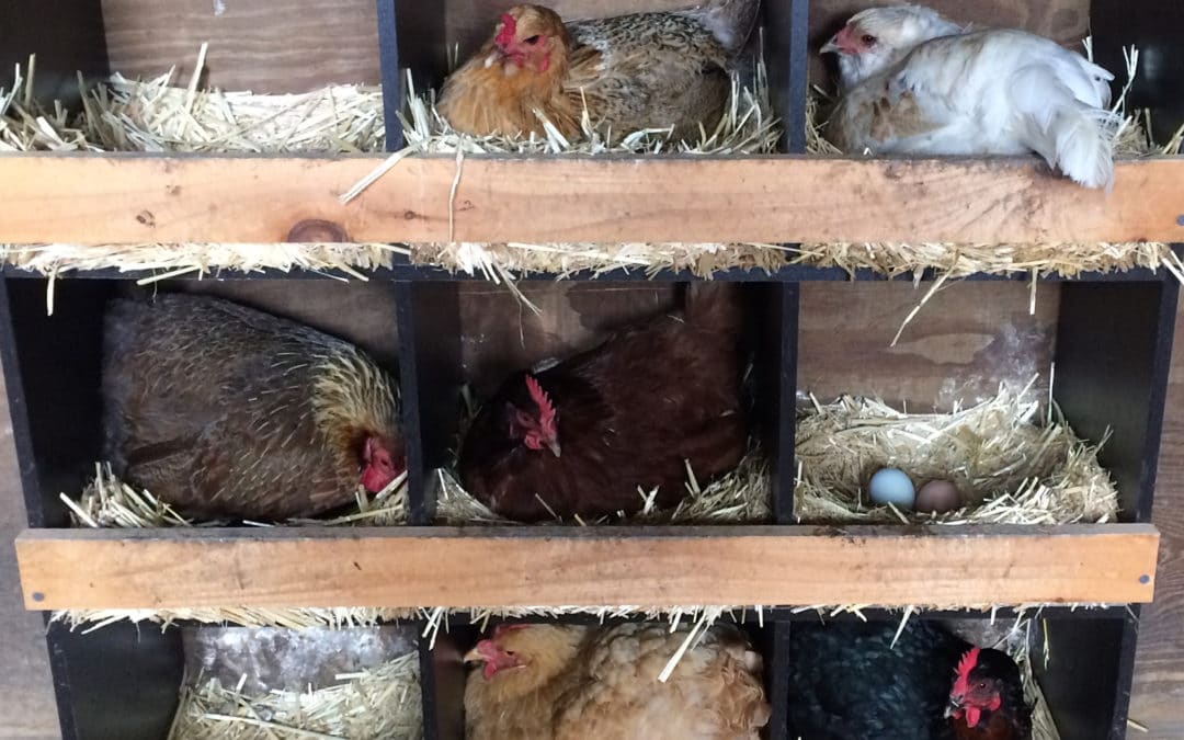 Working with Broody Hens