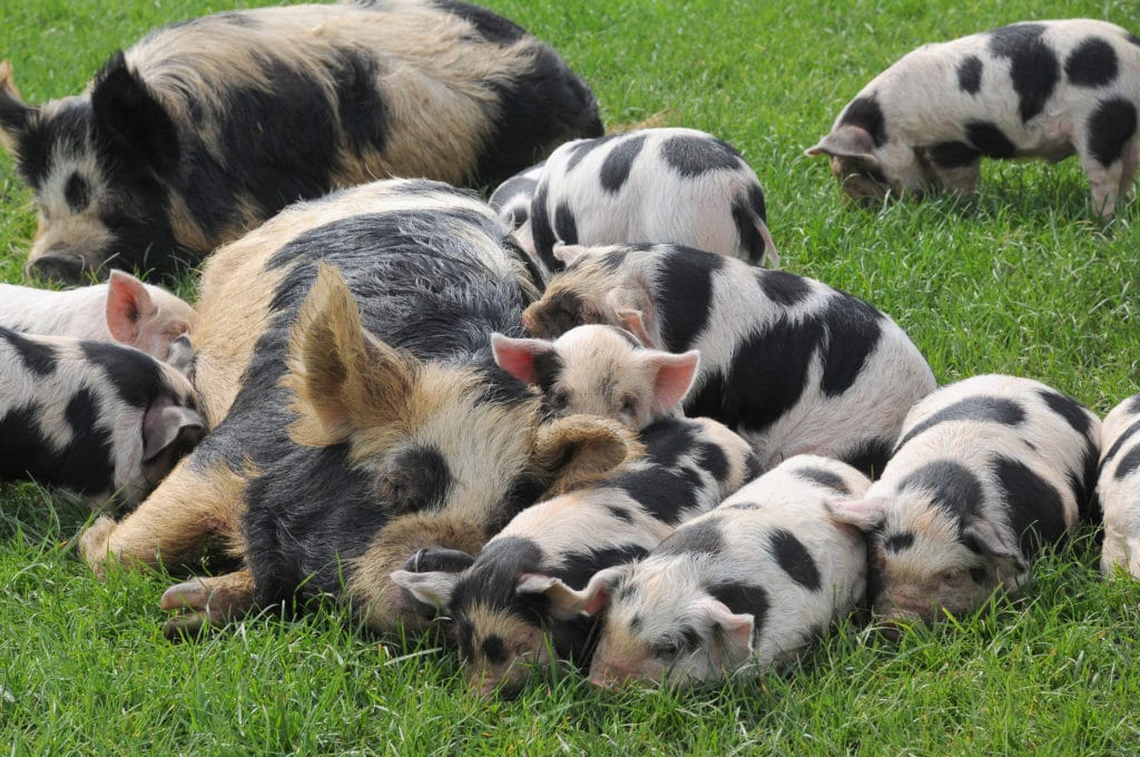 Kunekune Pigs: Perfect For Small Farms | EcoFarming Daily