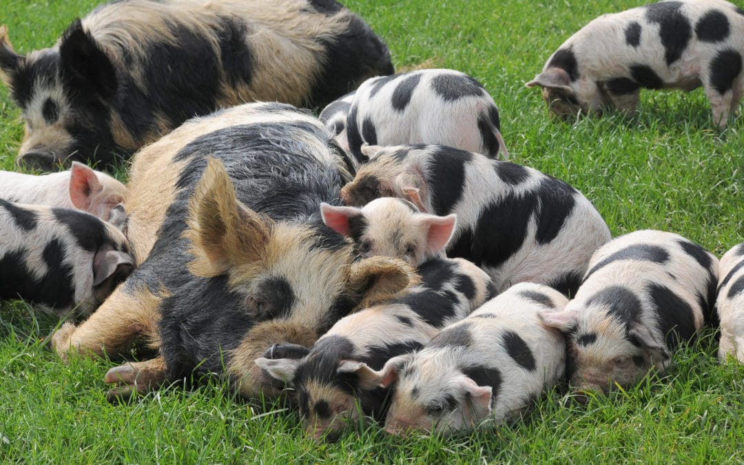 Kunekune Pigs: Perfect for Small Farms