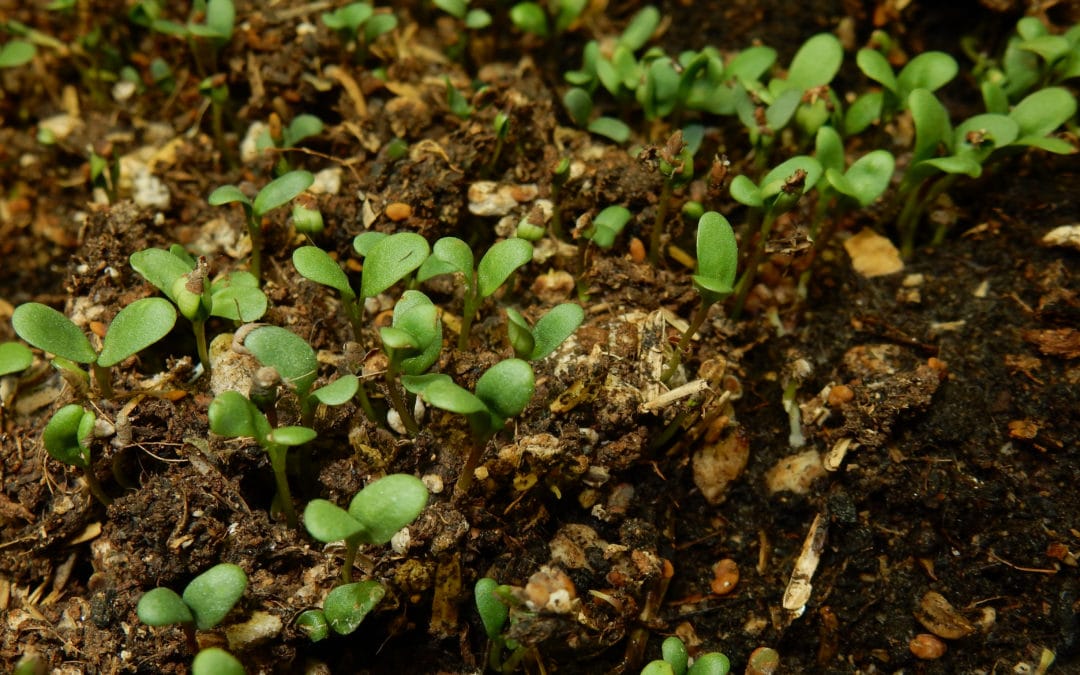 Key to High Yield is Available Minerals in Soil