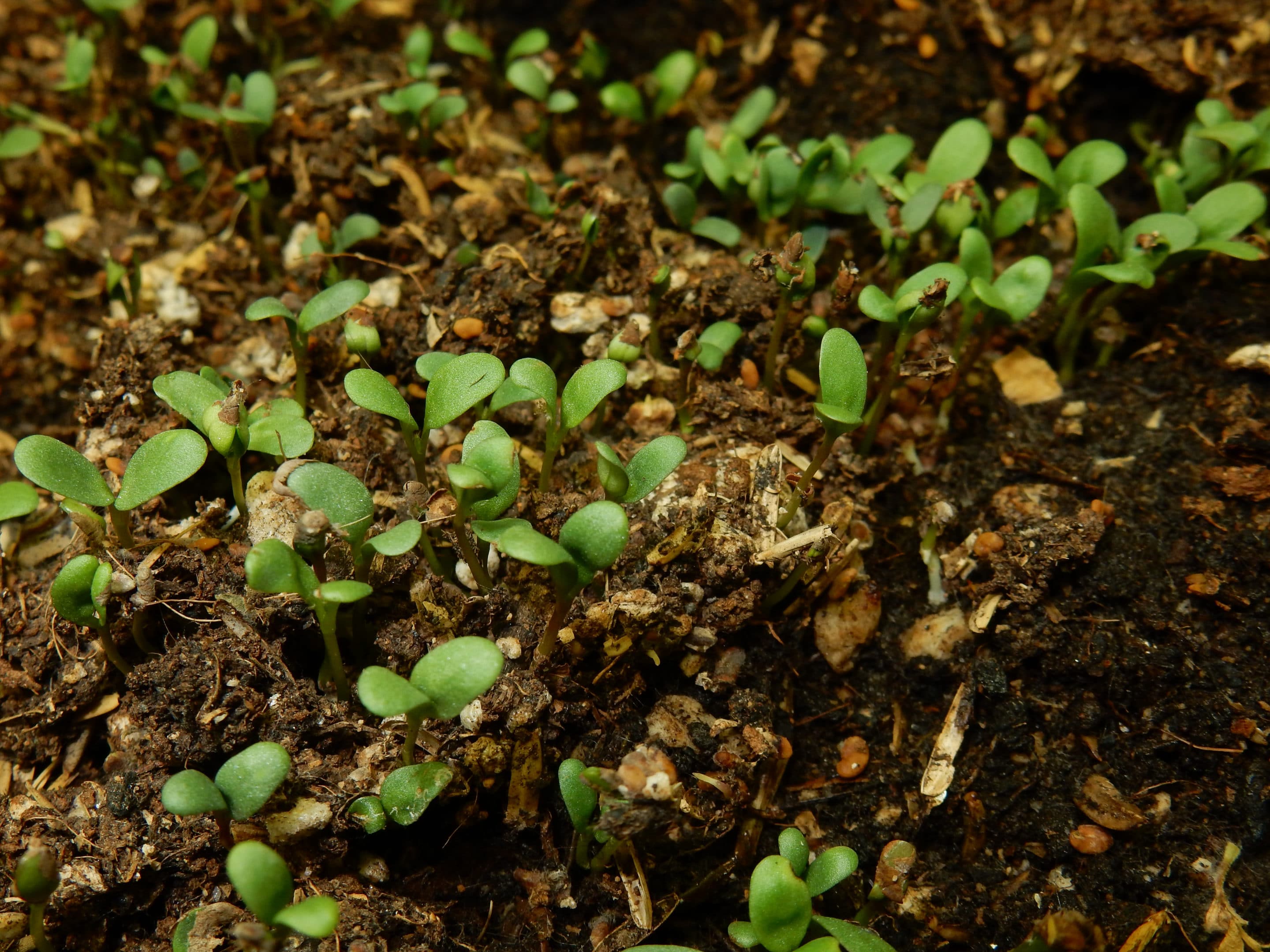 Seedbed Preparation for Forage EcoFarming Daily