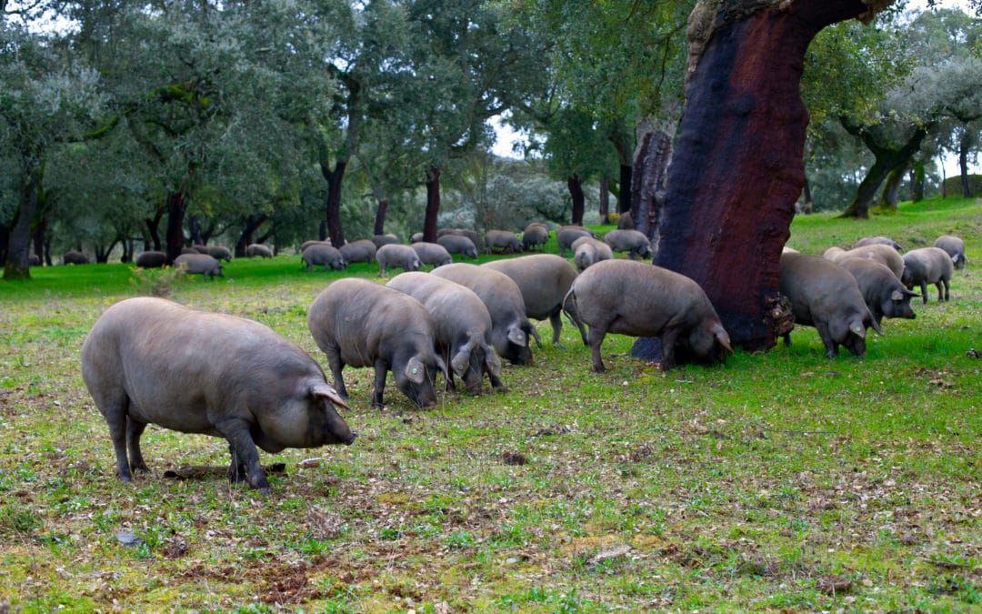 Small Livestock Ventures: Know Your Market First