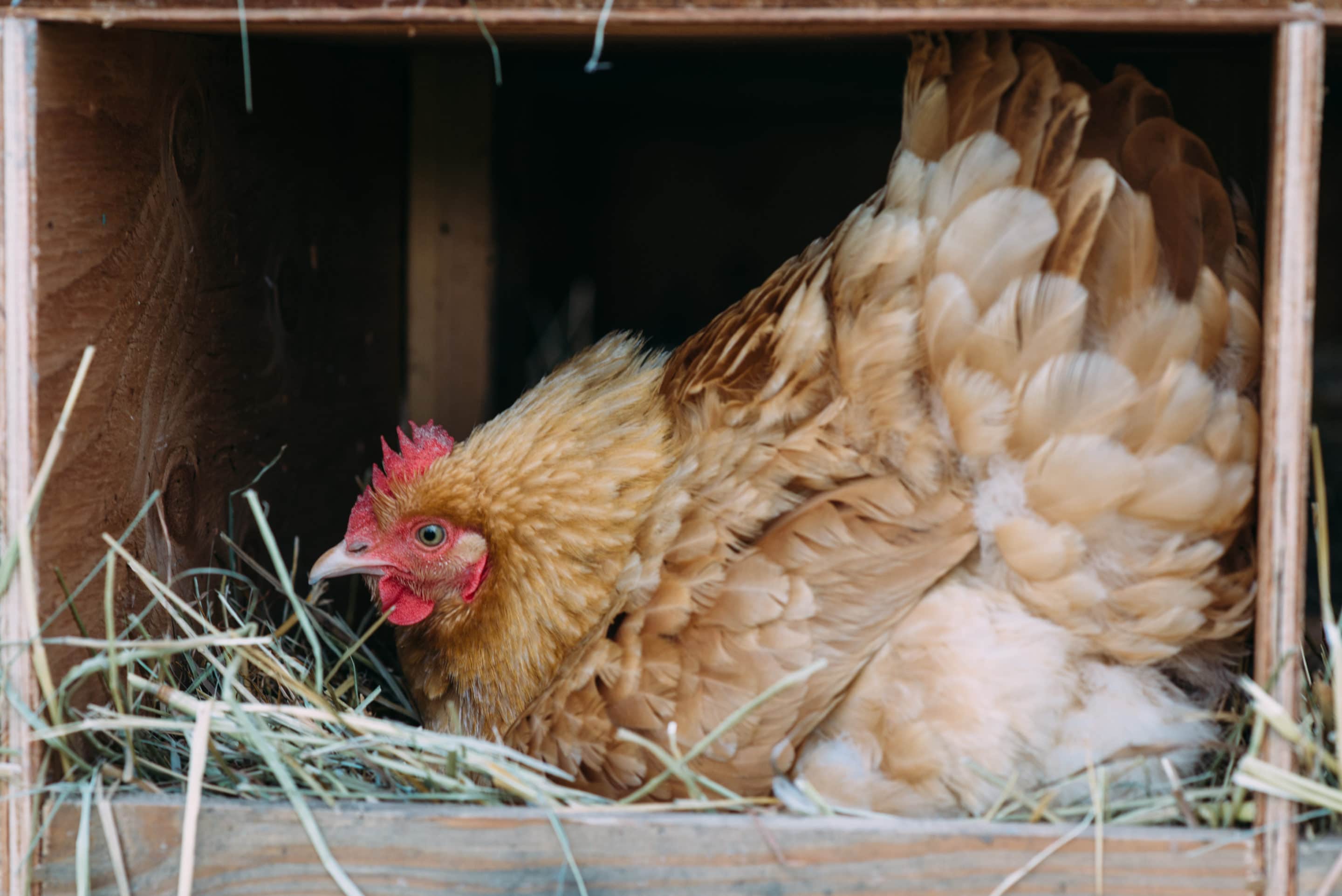 working-with-broody-hens-ecofarming-daily