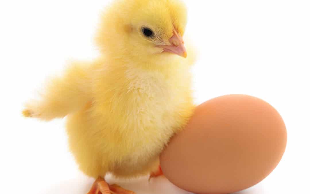 Ordering Hatching Eggs: What to Expect