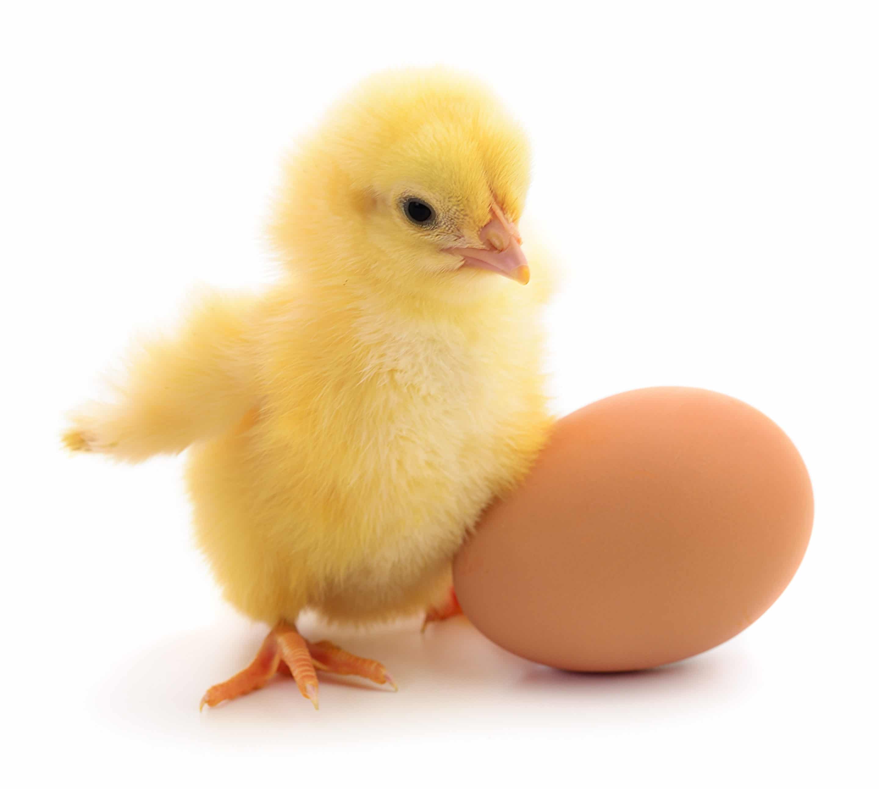 Ordering Hatching Eggs What To Expect EcoFarming Daily