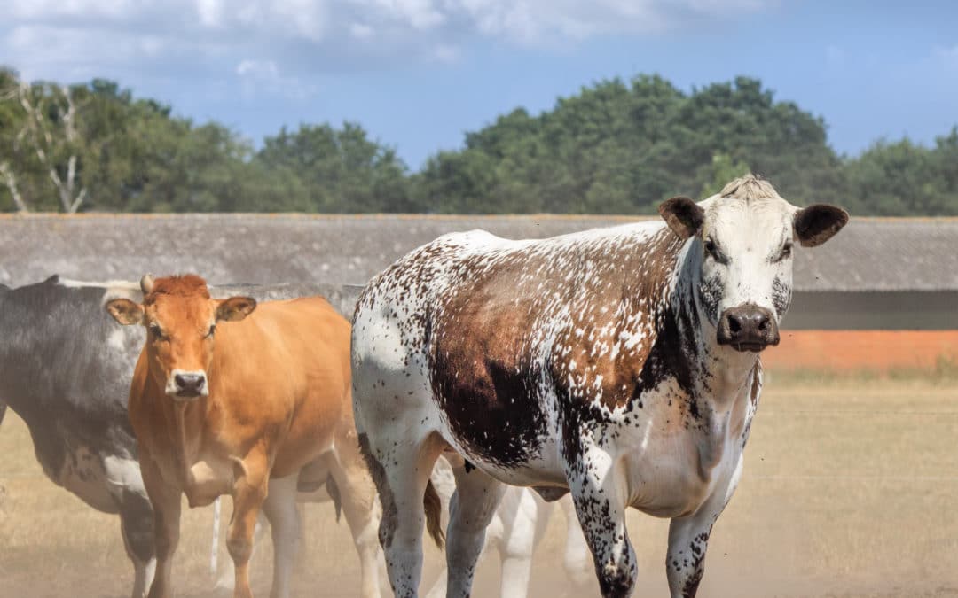 Drought Planning: Grassland Preservation