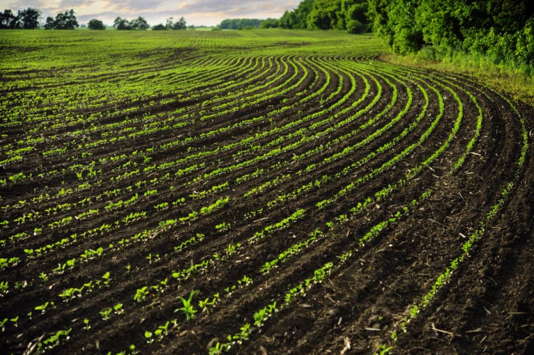 crop-rotation-7-steps-for-soil-health-ecofarming-daily