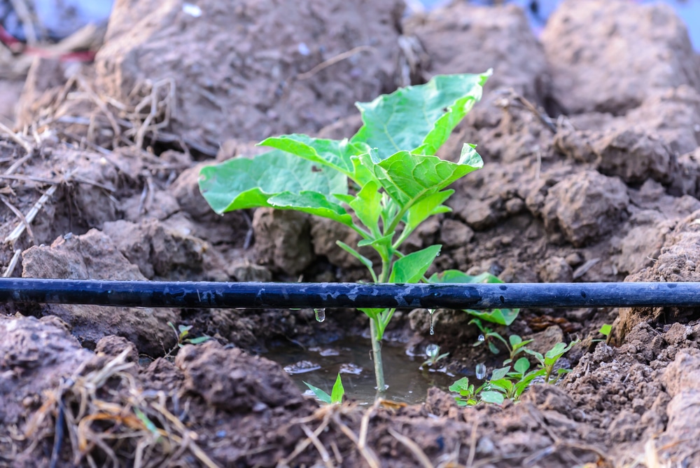 Watering Best Practices for Crops