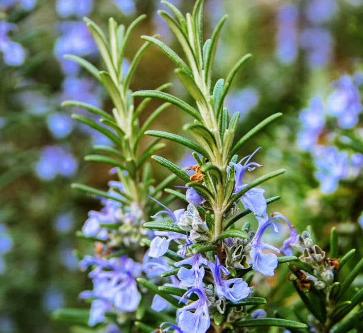 How to Build a Successful Demonstration Garden