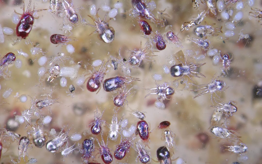 Treating Parasites in Poultry